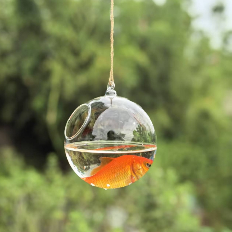 Diameter Kemasan Kecil=10cm 12 - Aquarium ulasan dan harga
