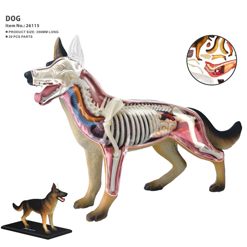 Model Anatomi Organ Hewan 4D M - Dog Toys ulasan dan harga